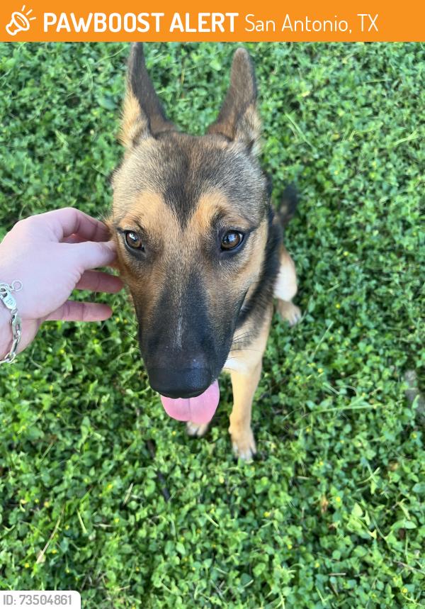 Found/Stray Male Dog last seen Hickory Grove Dr and Canyon Ridge, San Antonio, TX 78227