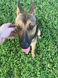 Found/Stray Male Dog last seen Hickory Grove Dr and Canyon Ridge, San Antonio, TX 78227