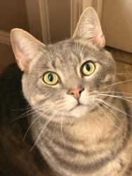Reunited Male Cat last seen McGonagle, Selah, WA 98942
