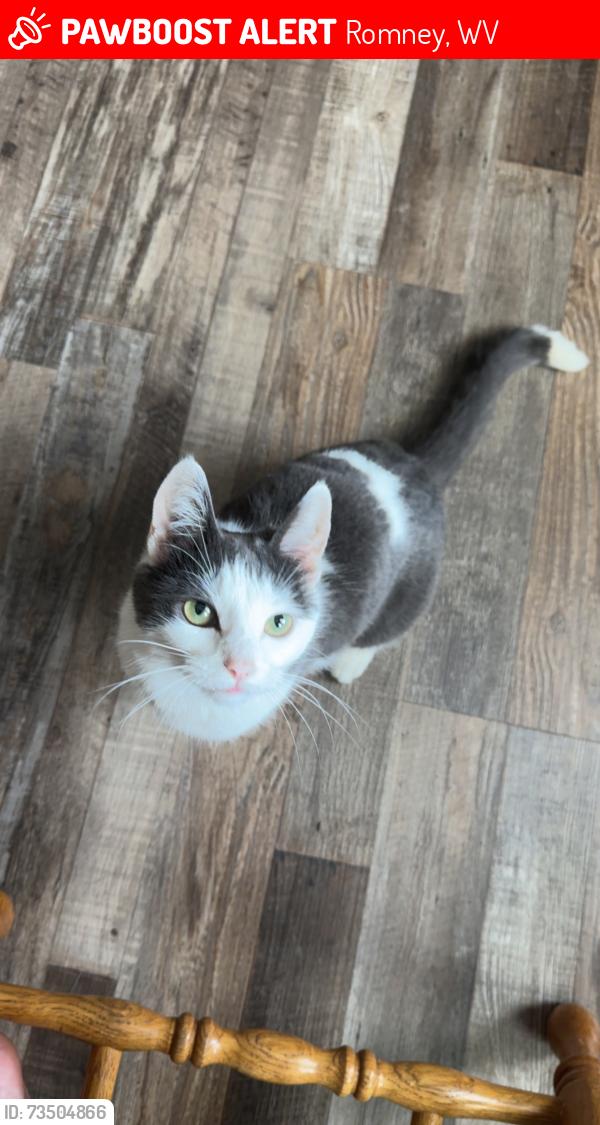 Lost Female Cat last seen She was near sheetz, Romney, WV 26757