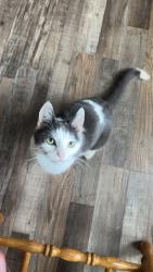 Lost Female Cat last seen She was near sheetz, Romney, WV 26757