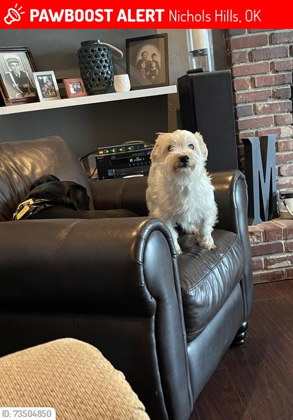 Lost Female Dog last seen On Greystone and Hefner between May and Penn, Nichols Hills, OK 73120