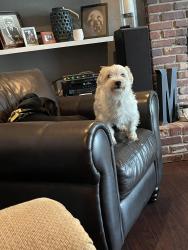Lost Female Dog last seen On Greystone and Hefner between May and Penn, Nichols Hills, OK 73120