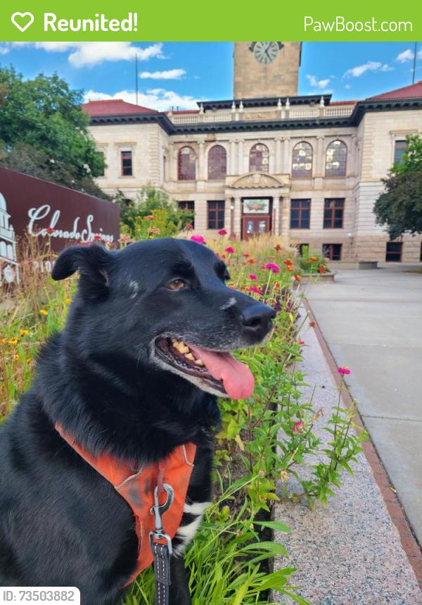 Reunited Male Dog last seen Ute Valley Park, near Vindicator Trailhead but on North Side of Vindicator, Colorado Springs, CO 80919