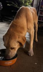 Found/Stray Male Dog last seen Off Reed Road, Dalton, GA 30721