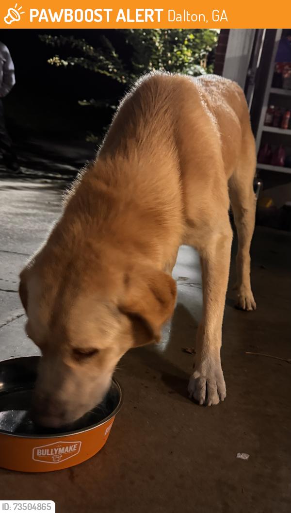 Found/Stray Male Dog last seen Off Reed Road, Dalton, GA 30721