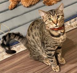 Reunited Male Cat last seen Prescott Oaks, San Antonio, TX 78254