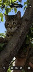 Lost Male Cat last seen Robert Banks, Spanish Springs, NV 89436