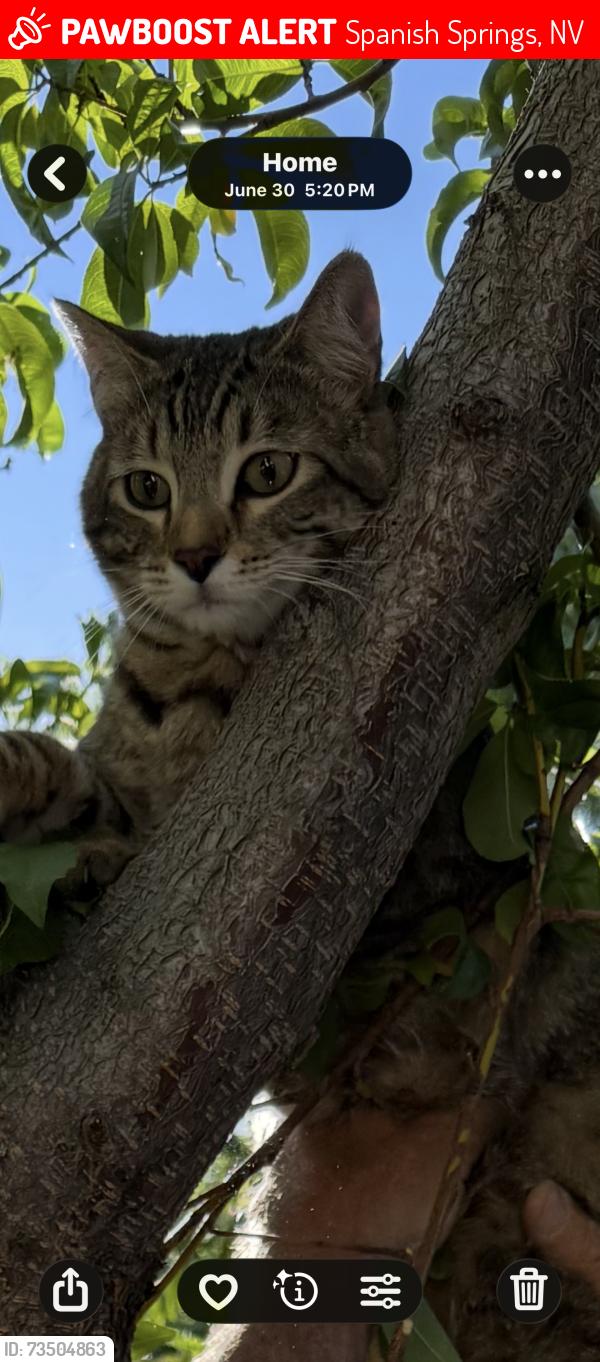 Lost Male Cat last seen Robert Banks, Spanish Springs, NV 89436