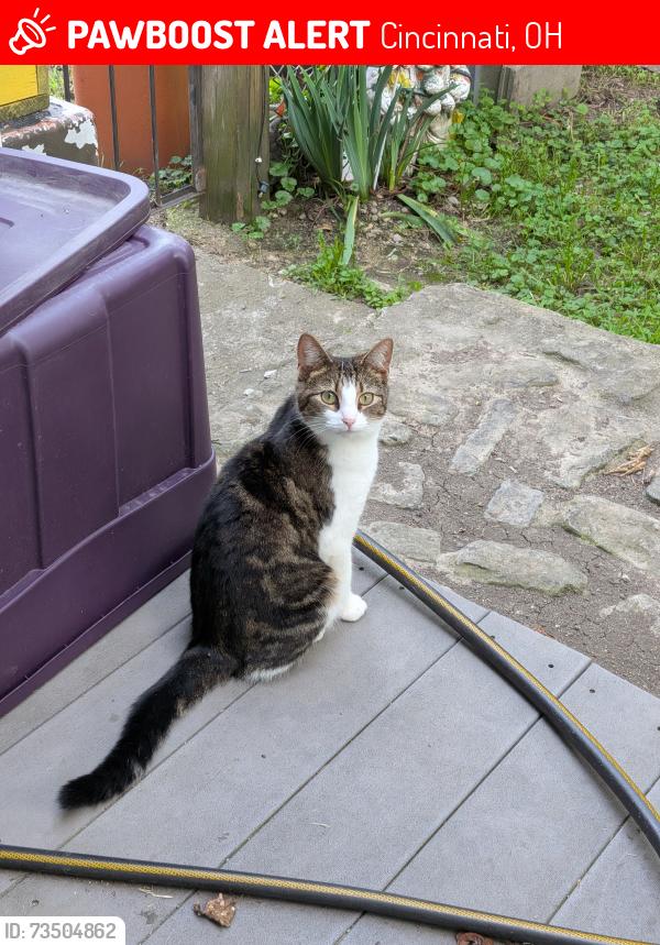 Lost Female Cat last seen Dollar general, beech avenue, first avenue, Cincinnati, OH 45205
