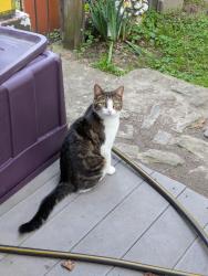 Lost Female Cat last seen Dollar general, beech avenue, first avenue, Cincinnati, OH 45205