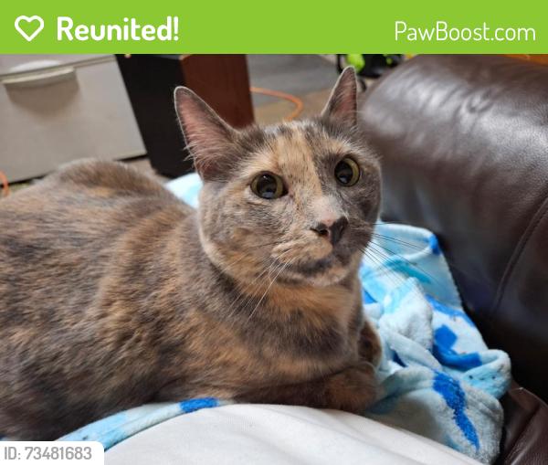 Reunited Unknown Cat last seen Boston st nw elk river, Elk River, MN 55330