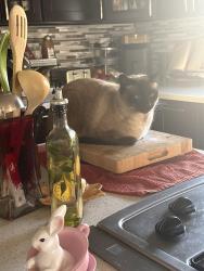 Lost Male Cat last seen Farewell, Fremont, CA 94538