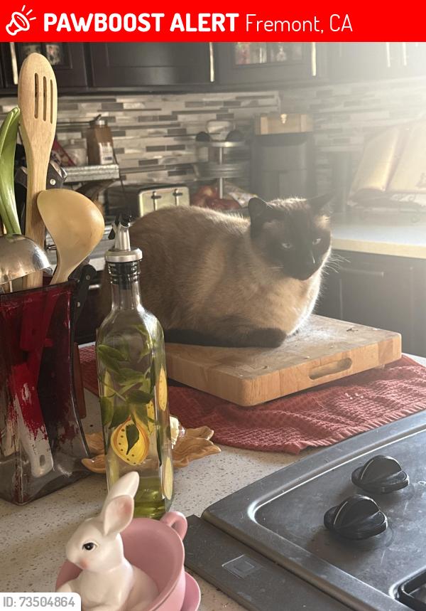 Lost Male Cat last seen Farewell, Fremont, CA 94538