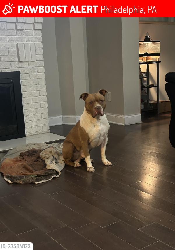 Lost Male Dog last seen Jackson and Princeton ave, Philadelphia, PA 19149