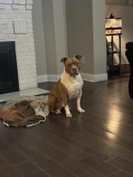 Lost Male Dog last seen Jackson and Princeton ave, Philadelphia, PA 19149