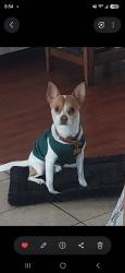 Lost Male Dog last seen Dove cove circle, Humble, TX 77396