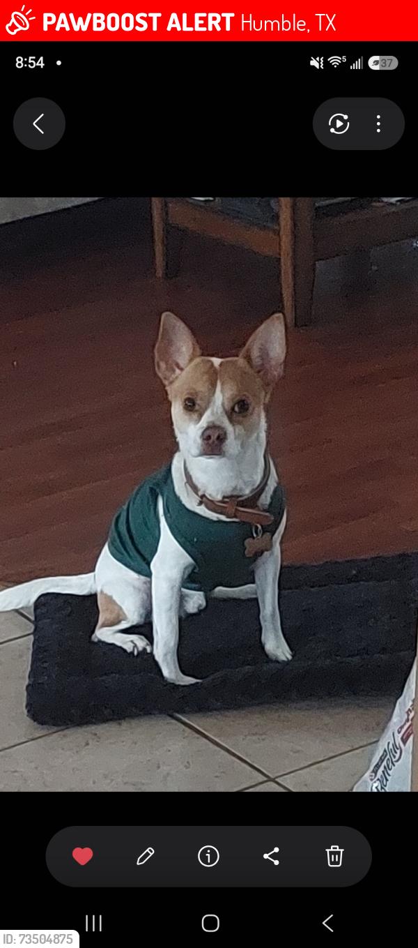 Lost Male Dog last seen Dove cove circle, Humble, TX 77396