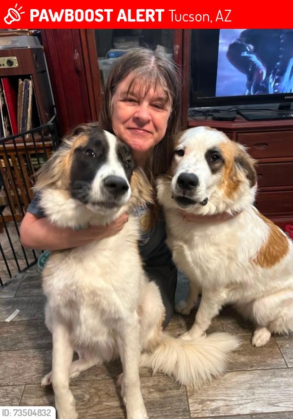Lost Male Dog last seen Arbor St, Golflinks, Hearthstring, Tucson, AZ 85730
