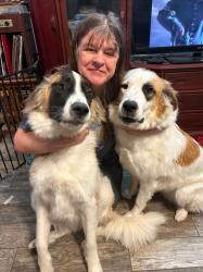 Lost Male Dog last seen Arbor St, Golflinks, Hearthstring, Tucson, AZ 85730