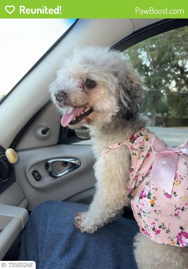 Reunited Female Dog last seen Near North Liberty Street, Winston-Salem, NC, USA, Winston-Salem, NC 27101