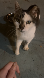 Found/Stray Unknown Cat last seen cottel park, Mason, OH 45040