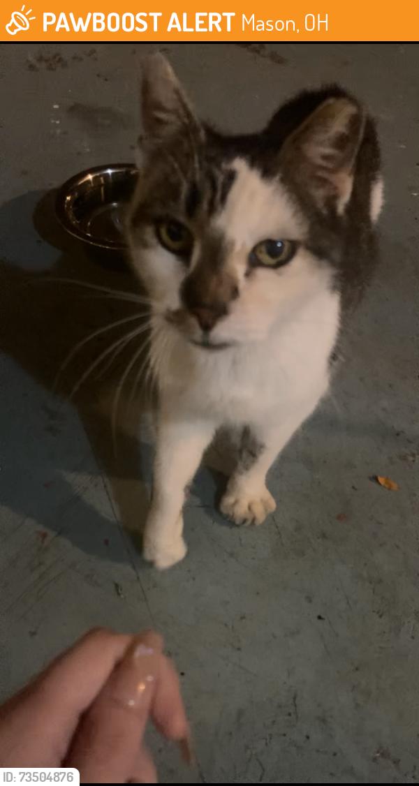 Found/Stray Unknown Cat last seen cottel park, Mason, OH 45040