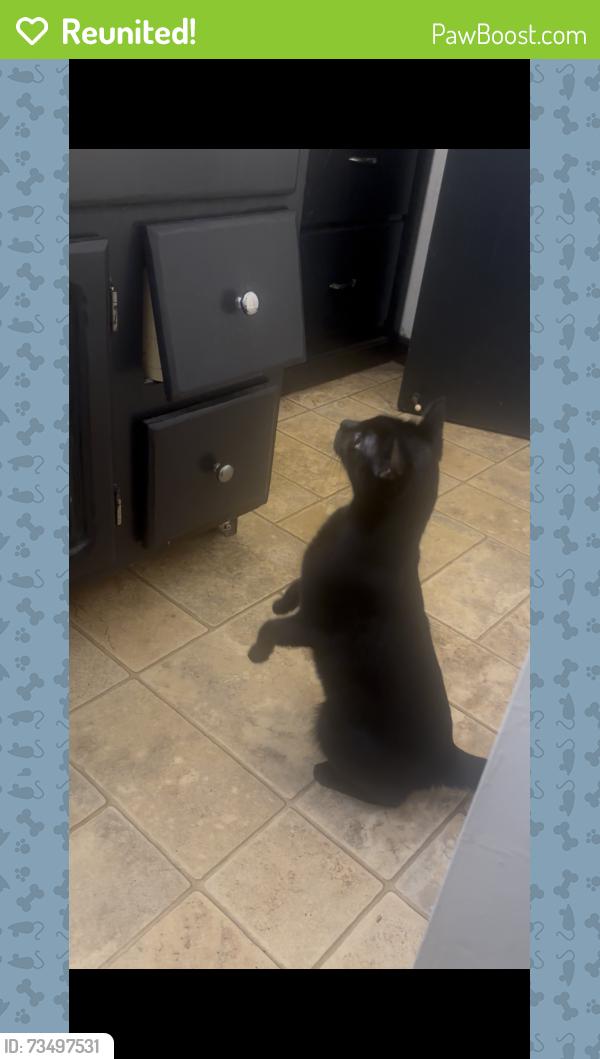Reunited Female Cat last seen McCormick st, Green Bay, WI 54301