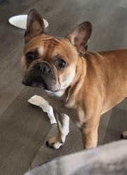 Lost Male Dog last seen I Ave and Aspen st, Hesperia, CA 92345
