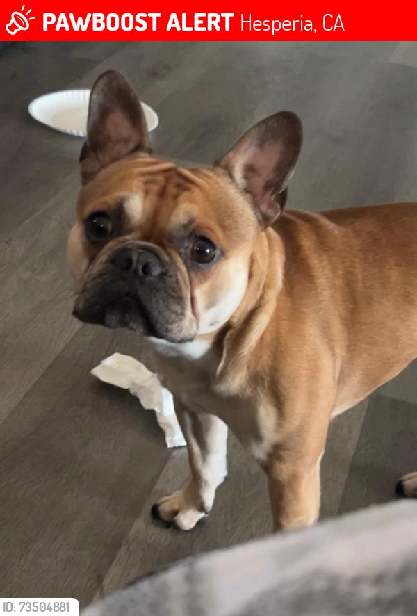 Lost Male Dog last seen I Ave and Aspen st, Hesperia, CA 92345