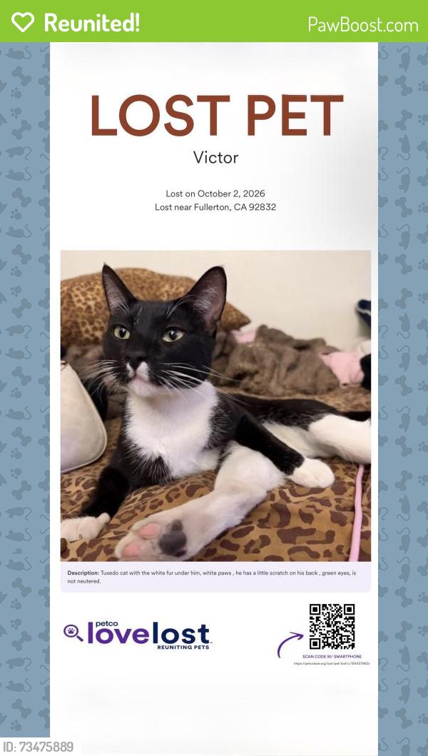 Reunited Male Cat last seen Richman, Fullerton, CA 92832