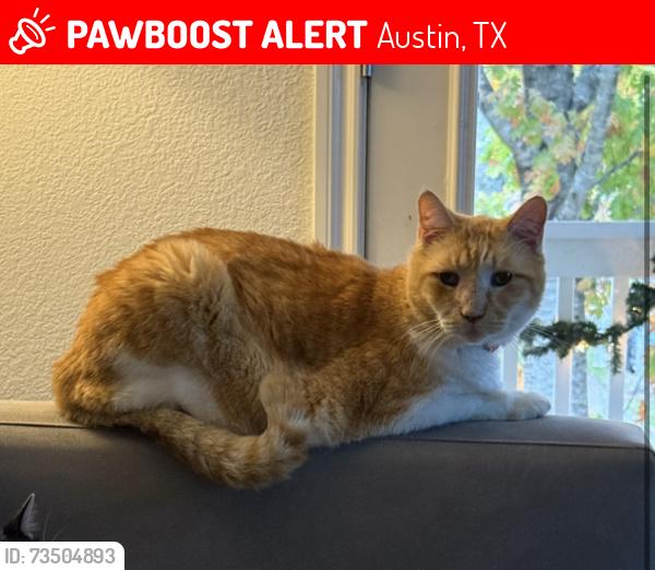 Lost Male Cat last seen Johnny Weismueller, Austin, TX 78748