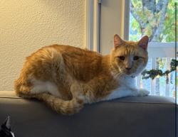 Lost Male Cat last seen Johnny Weismueller, Austin, TX 78748