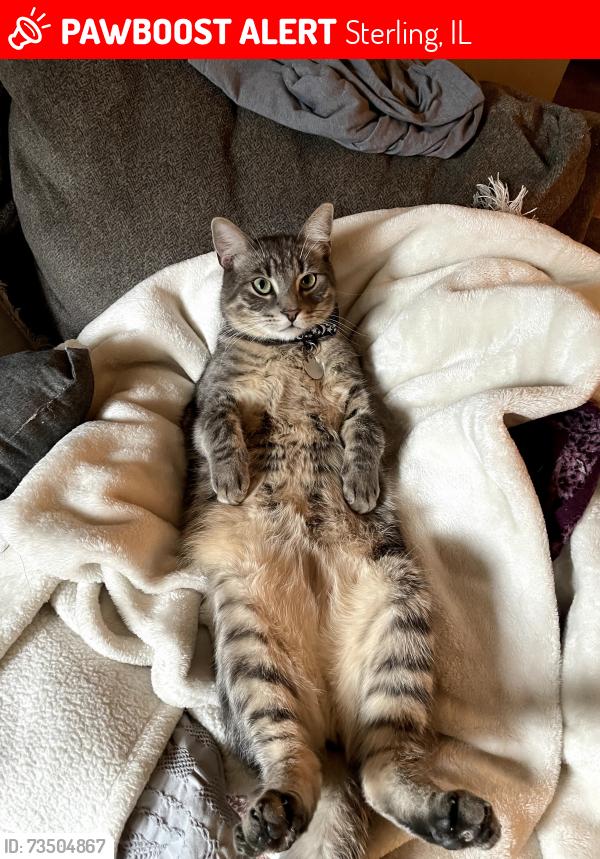 Lost Male Cat last seen Emerson rd, hazel rd, Sterling, IL 61081