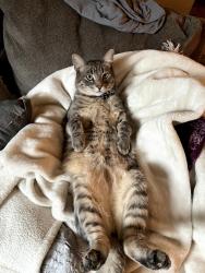 Lost Male Cat last seen Emerson rd, hazel rd, Sterling, IL 61081