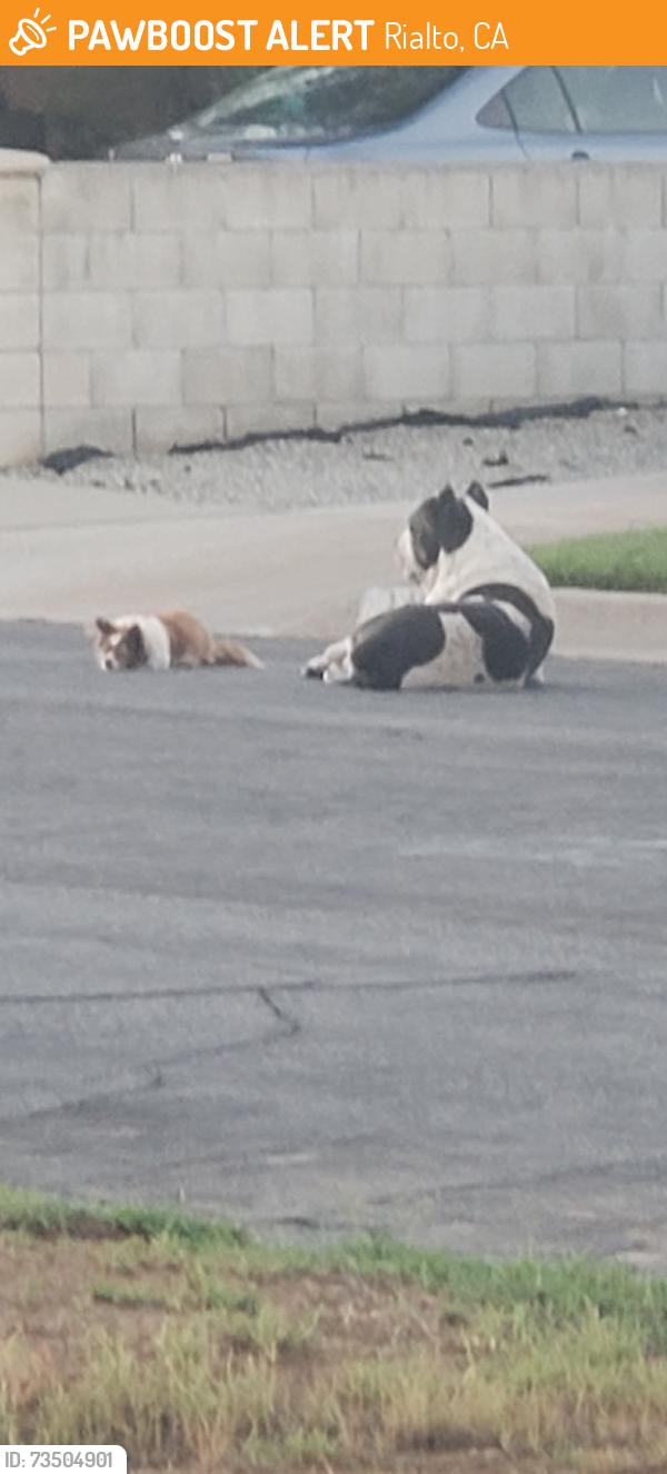 Found/Stray Unknown Dog last seen Riverside & Sycamore, Rialto, CA 92376