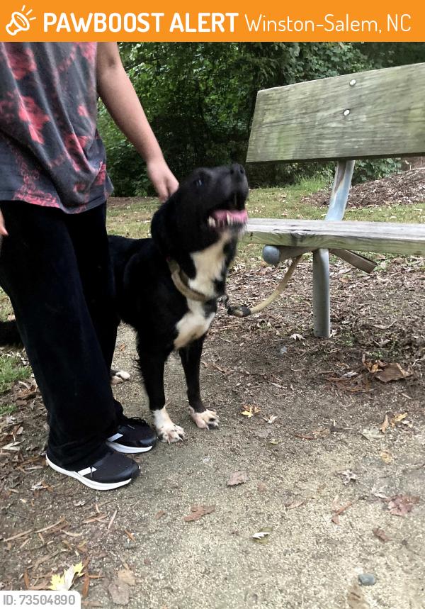 Found/Stray Unknown Dog last seen Shaffner Park - parcourse, Winston-Salem, NC 27106