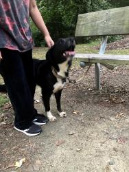 Found/Stray Unknown Dog last seen Shaffner Park - parcourse, Winston-Salem, NC 27106