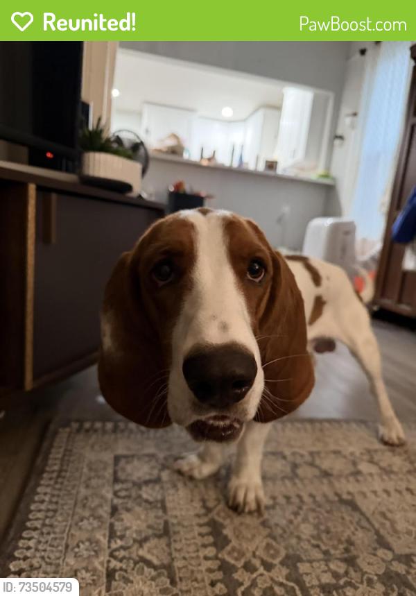 Reunited Male Dog last seen On 11th St between Brockton and Locust, Riverside, CA 92502