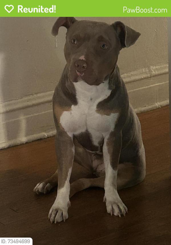 Reunited Female Dog last seen Jackson, and Laramie, Chicago, IL 60644