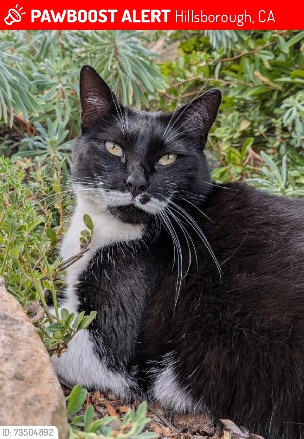 Lost Female Cat last seen Skyfarm Dr. and Macadamia Dr., Hillsborough, CA 94010