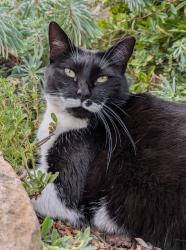 Lost Female Cat last seen Skyfarm Dr. and Macadamia Dr., Hillsborough, CA 94010