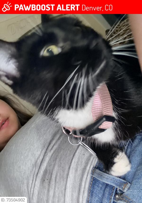 Lost Female Cat last seen Virginia and pecos, Denver, CO 80223