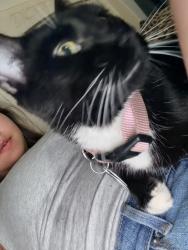 Lost Female Cat last seen Virginia and pecos, Denver, CO 80223