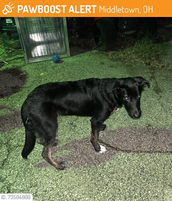 Found/Stray Female Dog last seen Marie Drive Salvation Army / Pennstation, Middletown, OH 45044