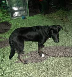 Found/Stray Female Dog last seen Marie Drive Salvation Army / Pennstation, Middletown, OH 45044
