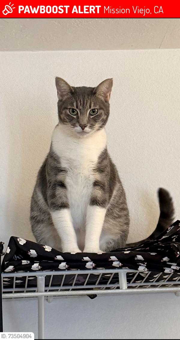 Lost Female Cat last seen Jeronimo & Alicia pwky, Mission Viejo, CA 92691