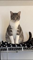 Lost Female Cat last seen Jeronimo & Alicia pwky, Mission Viejo, CA 92691