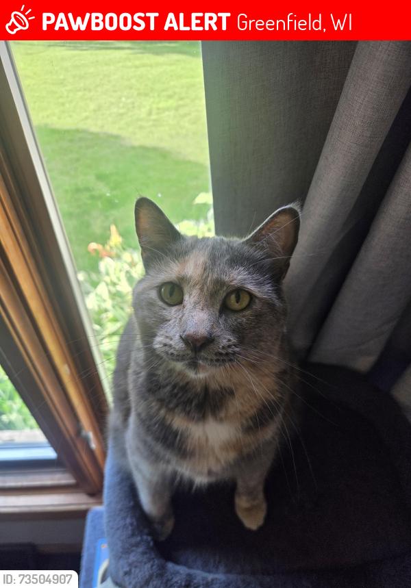 Lost Female Cat last seen 76th and Cold Spring, Greenfield, WI 53220