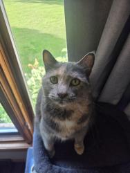 Lost Female Cat last seen 76th and Cold Spring, Greenfield, WI 53220